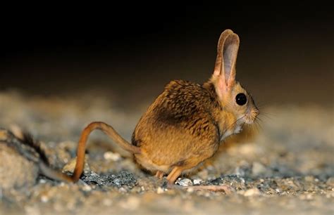 Williams' jerboa (Allactaga williamsi) is a species of jerboas native ...