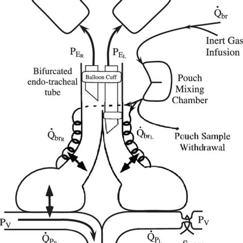 Inert gas properties and mean excretion and solubility data for all... | Download Scientific Diagram