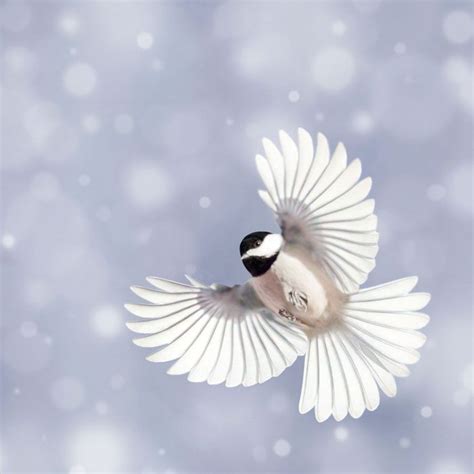 The Beauty of Birds in Winter | Bird photography, Winter photography, Bird