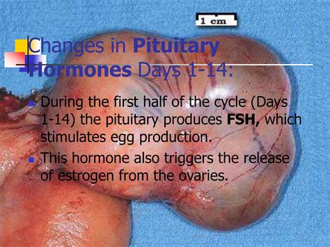 changes and phases of female reproductive cycle pptPPT.ppt | Free Download