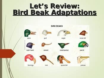 Bird Feet AND Beak Adaptations COMPLETE LESSON by The Science Coach