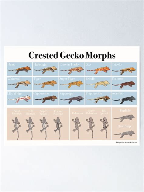 Crested Gecko Morphs | ubicaciondepersonas.cdmx.gob.mx