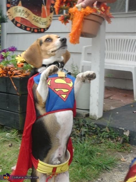 Superman Dog Costume | Halloween Party Costumes