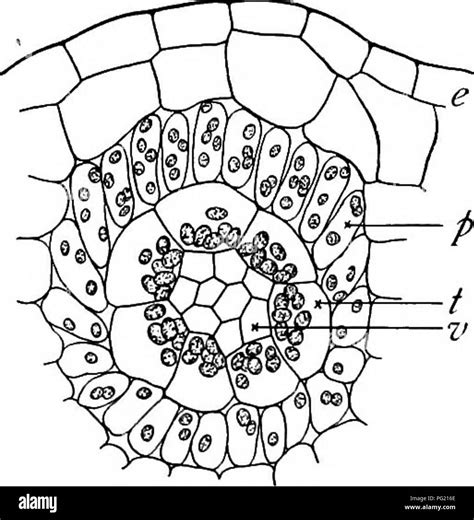 . A textbook of botany for colleges and universities ... Botany. Fig. 766. — A cross section of ...