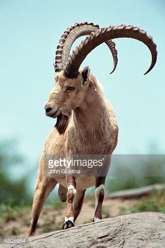 Nubian Ibex | Wild animals photography, Ibex goat, Animals wild