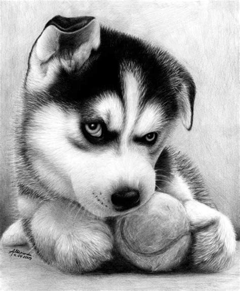 Realistic Dog Drawing