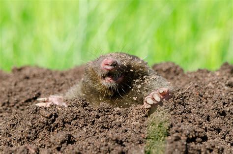 How to rid your yard of moles or voles or both - WTOP News