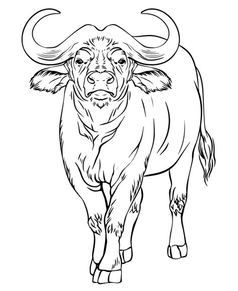 Premium Vector | Buffalo vector black and white line drawing