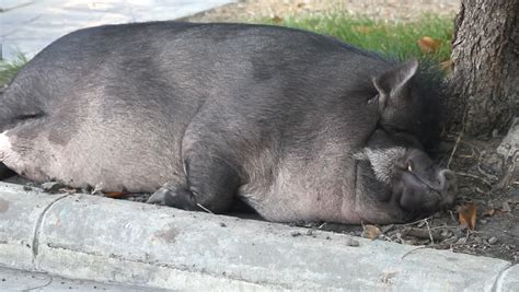 Pig Natural Habitat Stock Footage Video | Shutterstock