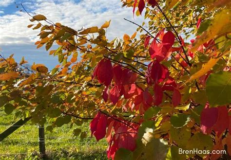 Autumn Color in My Country Home Landscape – Creative Living with Bren Haas