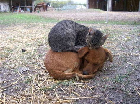 Cat sleeping on a dog - Funny pictures of animals