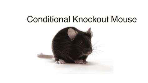 What is a Conditional Knockout Mouse and Its Necessity?