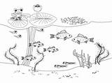 Tadpole Larva Water Pollywog Stock Photos Pictures & Royalty Free  sketch template