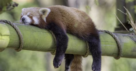 5 Animals with Unusual sleeping Habits - TheDailyGuardian