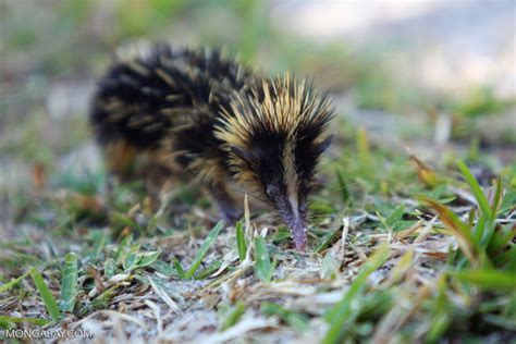 Tenrec time: Freaky, streaky, and squeaky – Mongabay Kids