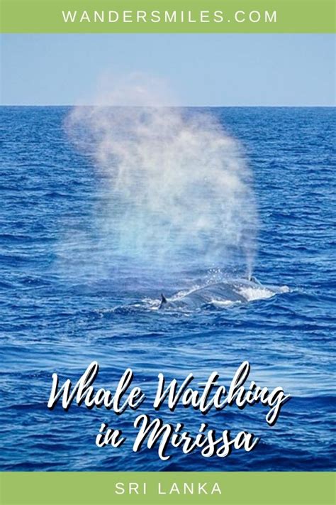 Whale watching in Mirissa | Sri Lanka | Wanders Miles