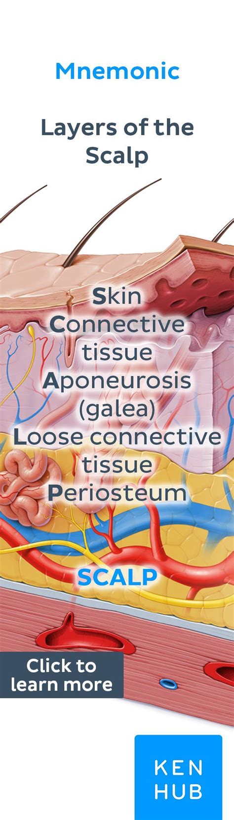 Scalp and hair histology | Loose connective tissue, Skin anatomy ...