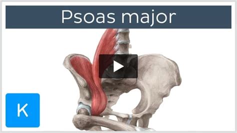 Iliopsoas Muscle: Anatomy, Function, Supply, Innervation, 51% OFF