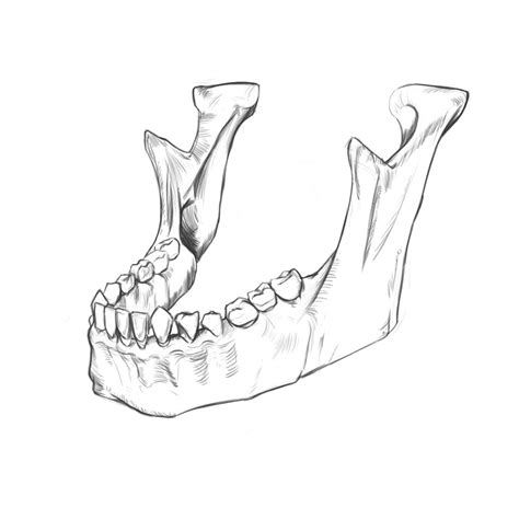 ArtStation - Jaw Bone Quick sketch and time-lapse.