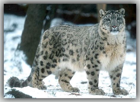 a snow leopard is standing in the snow