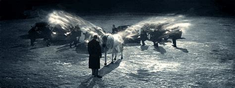 horse | GIF | PrimoGIF