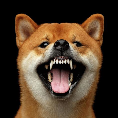 Shiba inu growls Photograph by Sergey Taran