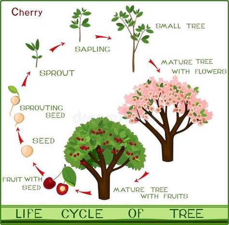 Growing Cherry Blossom Tree From Seed | Home and Garden Reference