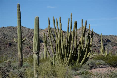 Organ Pipe National Monument