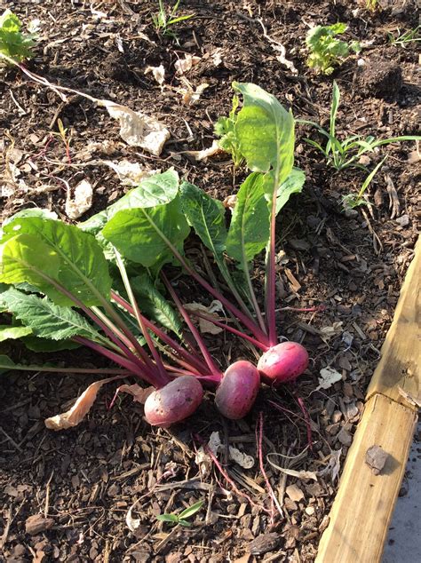 Radish Harvest! #colonialgardenskc | Colonial garden, Grapes, Harvest