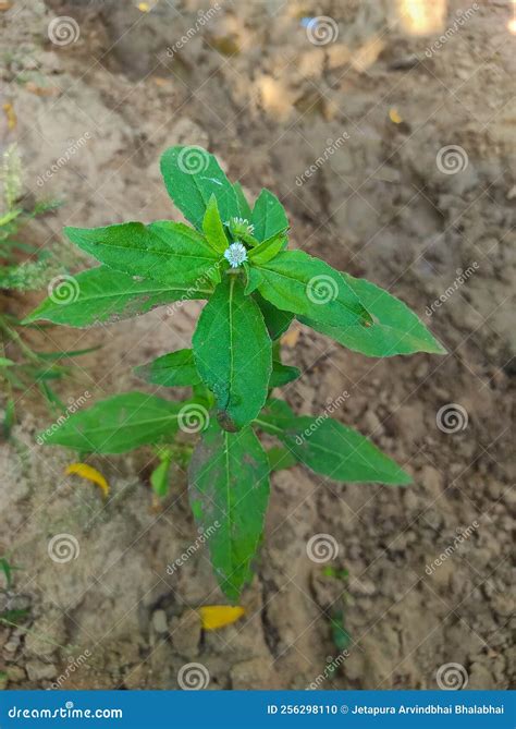 Bhringaraj False Daisy Kesharaj Trailing Eclipta Bhangariya White Flower Plant Stock Photo ...