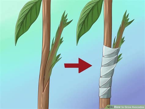 How to Grow Avocados (with Pictures) - wikiHow Avocado Tree Care, Avocado Plant, Grow Avocado ...