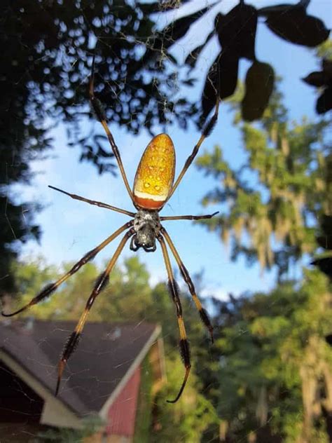 Trichonephila Clavipes - Golden-Silk Orb Weaver - USA Spiders