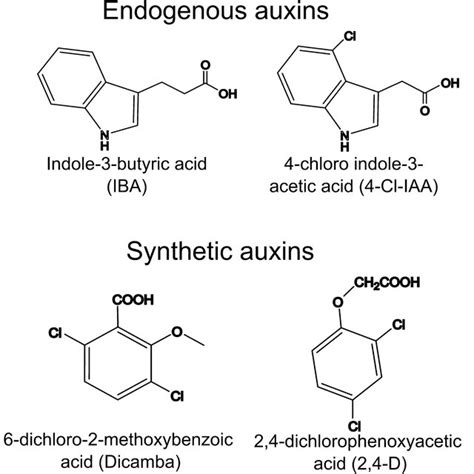 Pathway of auxin biosynthesis and conjugation | Download Scientific Diagram