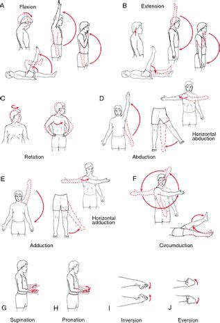 Image result for shoulder range of motion chart | Occupational therapy assistant, Occupational ...