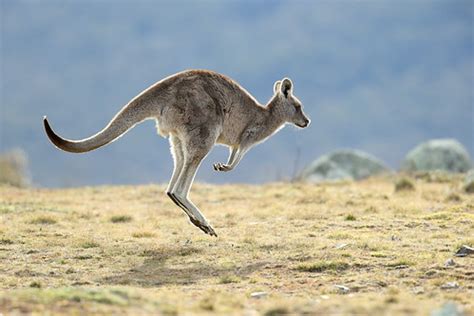 Eastern Grey Kangaroo | An Eastern Grey Kangaroo in the Gudg… | Flickr