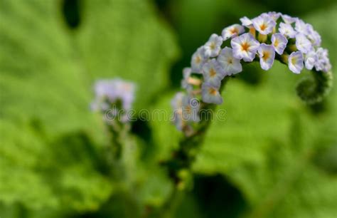 Heliotropium Indicum or Indian Heliotrope Flower. Stock Photo - Image ...