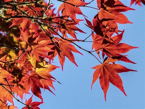 Experts issue red warning over maple tree species at risk of extinction ...