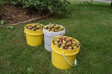 Picking Seckel pears - General Fruit Growing - Growing Fruit