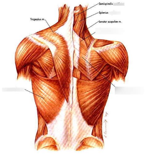 Epaxial Muscles of neck (review) Diagram | Quizlet