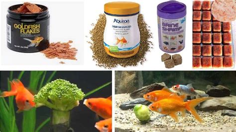 Which Food is Best for Goldfish? – Aquariumistics