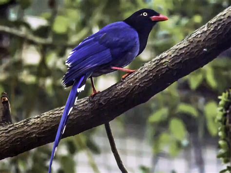 Taiwan Blue-Magpie - Urocissa caerulea - Birds of the World