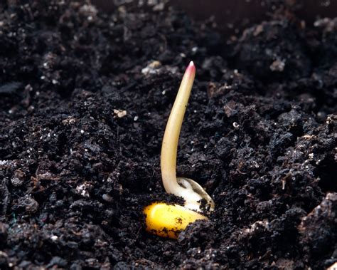 How Long For Corn to Germinate? » Top Facts & Tips