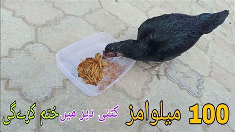 mealworm farming for beginners in urdu mealworms business in low investment - YouTube