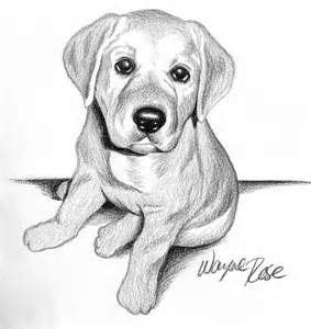 a pencil drawing of a dog laying down