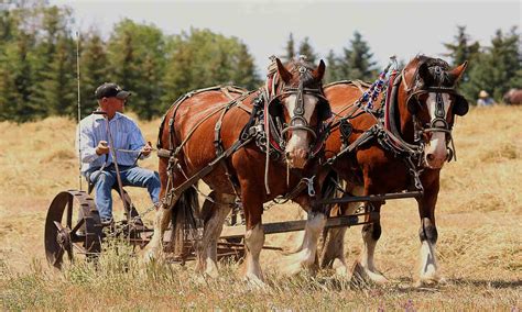 Top 110 + Advantages of draught animals - Lifewithvernonhoward.com