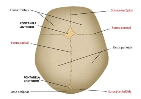 suturas do cranio - Pesquisa Google em 2020 | Exames de imagem, Osso parietal, Sutura