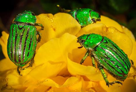 42 Green Animals Found in Nature - Color Meanings