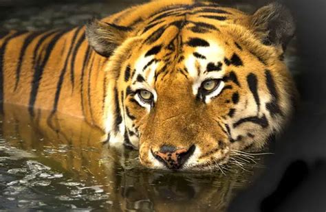 Bengal Tiger - Description, Habitat, Image, Diet, and Interesting Facts