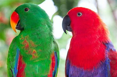 Eclectus Parrot Lifespan, Characteristics & Guide - Cute Parrots