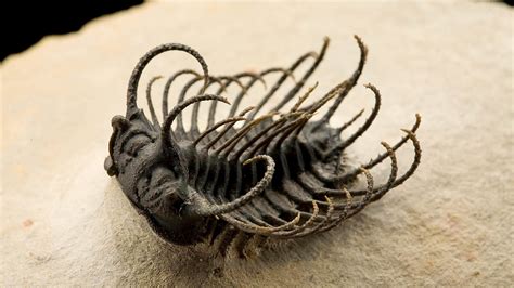 A well-preserved trilobite specimen from Morocco that lived during the Devonian Period roughly ...